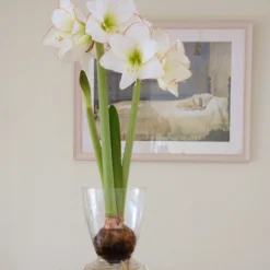 Amaryllis 'Picotee' -UK Garden Plants Sales 2024 amaryllis picotee 1 scaled