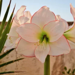Amaryllis 'Picotee' -UK Garden Plants Sales 2024 amaryllis picotee 10 scaled