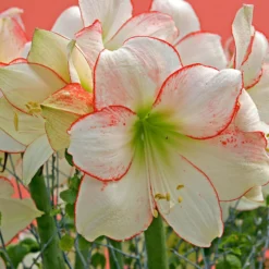 Amaryllis 'Picotee' -UK Garden Plants Sales 2024 amaryllis picotee 11