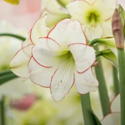 Amaryllis 'Picotee' -UK Garden Plants Sales 2024 amaryllis picotee 2 scaled