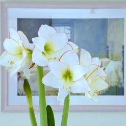 Amaryllis 'Picotee' -UK Garden Plants Sales 2024 amaryllis picotee 3 scaled