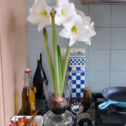 Amaryllis 'Picotee' -UK Garden Plants Sales 2024 amaryllis picotee 4