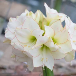 Amaryllis 'Picotee' -UK Garden Plants Sales 2024 amaryllis picotee 5 scaled