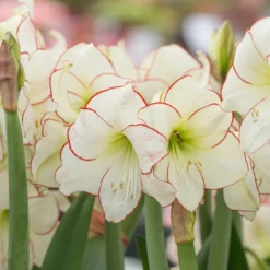 Amaryllis 'Picotee' -UK Garden Plants Sales 2024 amaryllis picotee 6 scaled
