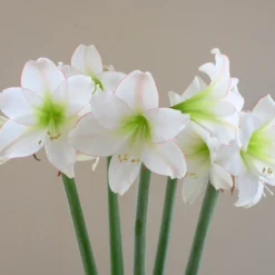 Amaryllis 'Picotee' -UK Garden Plants Sales 2024 amaryllis picotee 7 scaled