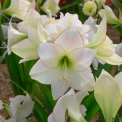 Amaryllis 'Picotee' -UK Garden Plants Sales 2024 amaryllis picotee 8 scaled