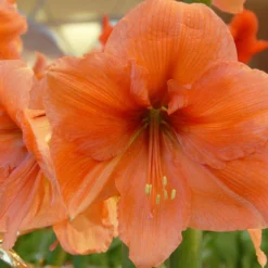 Amaryllis 'Rilona' -UK Garden Plants Sales 2024 amaryllis rilona 2