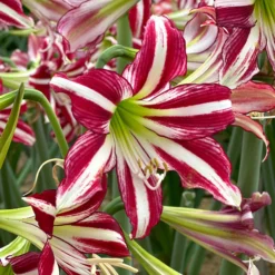 Amaryllis 'Santiago' -UK Garden Plants Sales 2024 amaryllis santiago 0 scaled