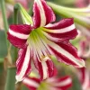 Amaryllis 'Santiago' -UK Garden Plants Sales 2024 amaryllis santiago 00