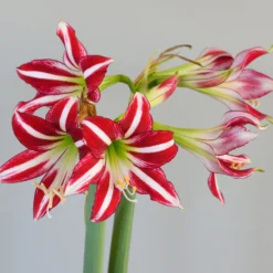 Amaryllis 'Santiago' -UK Garden Plants Sales 2024 amaryllis santiago 3 scaled