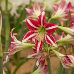 Amaryllis 'Santiago' -UK Garden Plants Sales 2024 amaryllis santiago 4 scaled