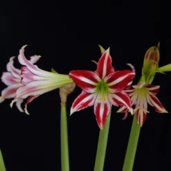 Amaryllis 'Santiago' -UK Garden Plants Sales 2024 amaryllis santiago 6