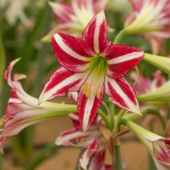 Amaryllis 'Santiago' -UK Garden Plants Sales 2024 amaryllis santiago 8
