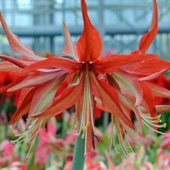 Amaryllis 'Sumatra' -UK Garden Plants Sales 2024 amaryllis sumatra 1