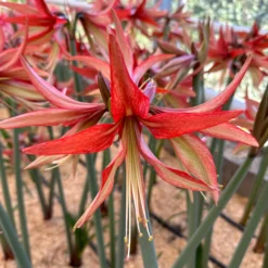 Amaryllis 'Sumatra' -UK Garden Plants Sales 2024 amaryllis sumatra 1 fc3603c1 e314 4681 9782 ed22ee95e584 scaled