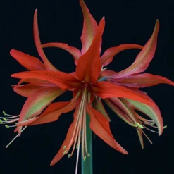 Amaryllis 'Sumatra' -UK Garden Plants Sales 2024 amaryllis sumatra 2