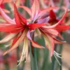 Amaryllis 'Sumatra' -UK Garden Plants Sales 2024 amaryllis sumatra 2 e3028823 9a22 457a a935 884c7756e0b5 scaled