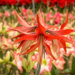 Amaryllis 'Sumatra' -UK Garden Plants Sales 2024 amaryllis sumatra 3 scaled