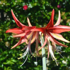 Amaryllis 'Sumatra' -UK Garden Plants Sales 2024 amaryllis sumatra 4 scaled