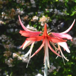 Amaryllis 'Sumatra' -UK Garden Plants Sales 2024 amaryllis sumatra 5 scaled
