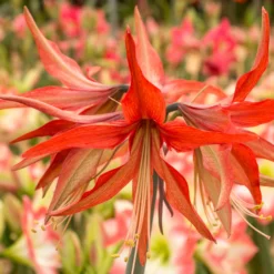 Amaryllis 'Sumatra' -UK Garden Plants Sales 2024 amaryllis sumatra 6 scaled