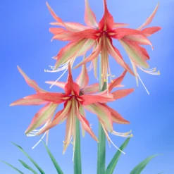 Amaryllis 'Sumatra' -UK Garden Plants Sales 2024 amaryllis sumatra 7