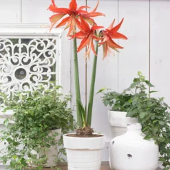 Amaryllis 'Sumatra' -UK Garden Plants Sales 2024 amaryllis sumatra 8