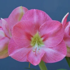 Amaryllis 'Susan' -UK Garden Plants Sales 2024 amaryllis susan 2