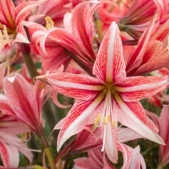 Amaryllis 'Sweet Lilian' -UK Garden Plants Sales 2024 amaryllis sweet lilian 1 scaled