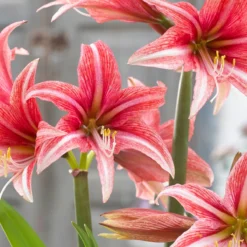 Amaryllis 'Sweet Lilian' -UK Garden Plants Sales 2024 amaryllis sweet lilian 10
