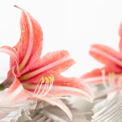 Amaryllis 'Sweet Lilian' -UK Garden Plants Sales 2024 amaryllis sweet lilian 12