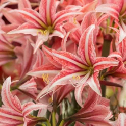 Amaryllis 'Sweet Lilian' -UK Garden Plants Sales 2024 amaryllis sweet lilian 2 scaled