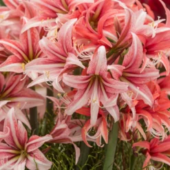 Amaryllis 'Sweet Lilian' -UK Garden Plants Sales 2024 amaryllis sweet lilian 3 scaled