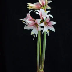 Amaryllis 'Sweet Lilian' -UK Garden Plants Sales 2024 amaryllis sweet lilian 4 scaled