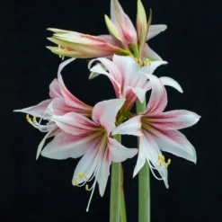 Amaryllis 'Sweet Lilian' -UK Garden Plants Sales 2024 amaryllis sweet lilian 5 scaled