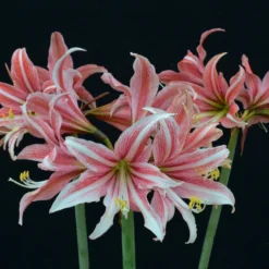 Amaryllis 'Sweet Lilian' -UK Garden Plants Sales 2024 amaryllis sweet lilian 6 scaled