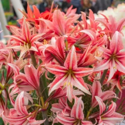 Amaryllis 'Sweet Lilian' -UK Garden Plants Sales 2024 amaryllis sweet lilian 7 scaled