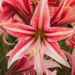 Amaryllis 'Sweet Lilian' -UK Garden Plants Sales 2024 amaryllis sweet lilian 8