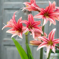 Amaryllis 'Sweet Lilian'