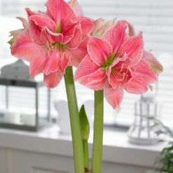Amaryllis 'Sweet Nymph' -UK Garden Plants Sales 2024 amaryllis sweet nymph 1