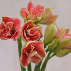 Amaryllis 'Sweet Nymph' -UK Garden Plants Sales 2024 amaryllis sweet nymph 10 scaled