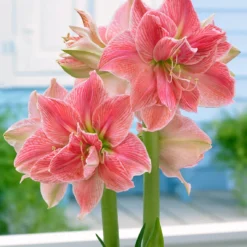 Amaryllis 'Sweet Nymph'