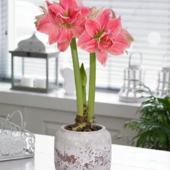 Amaryllis 'Sweet Nymph' -UK Garden Plants Sales 2024 amaryllis sweet nymph 3