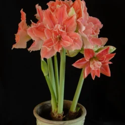 Amaryllis 'Sweet Nymph' -UK Garden Plants Sales 2024 amaryllis sweet nymph 4 scaled