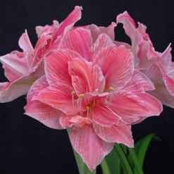 Amaryllis 'Sweet Nymph' -UK Garden Plants Sales 2024 amaryllis sweet nymph 5 scaled