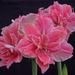 Amaryllis 'Sweet Nymph' -UK Garden Plants Sales 2024 amaryllis sweet nymph 6 scaled