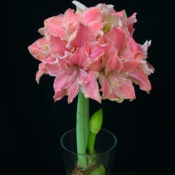 Amaryllis 'Sweet Nymph' -UK Garden Plants Sales 2024 amaryllis sweet nymph 8 scaled