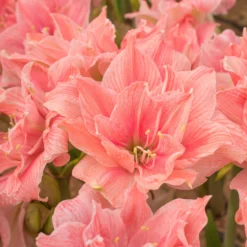 Amaryllis 'Sweet Nymph' -UK Garden Plants Sales 2024 amaryllis sweet nymph 9 scaled