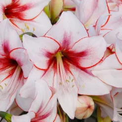 Amaryllis 'Temptation' 12 Amaryllis 'Temptation' -UK Garden Plants Sales 2024 amaryllis temptation 1