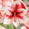Amaryllis 'Temptation' -UK Garden Plants Sales 2024 amaryllis temptation 2 9fb3eab2 452a 4246 b259 3963d827adc5 scaled